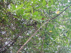 Corallus ruschenbergerii