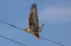 Buteo regalis