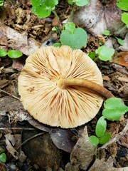 Pluteus granularis