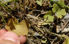 Lithophragma parviflorum