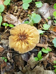 Pluteus granularis