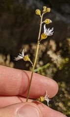 Lithophragma parviflorum