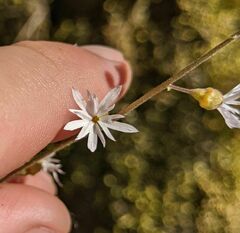 Lithophragma parviflorum