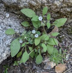 Phacelia eisenii