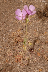 Clarkia dudleyana
