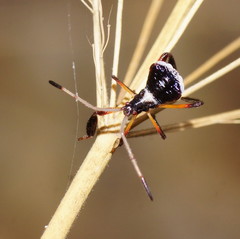 Pternistria bispina