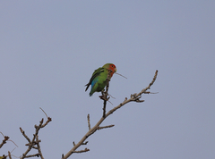 Agapornis roseicollis