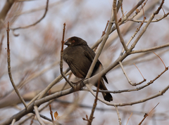 Molothrus aeneus