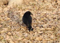 Molothrus aeneus