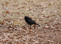 Molothrus aeneus