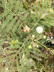 Mimoseae