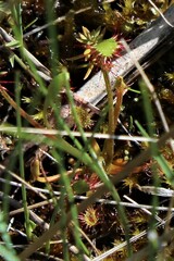 Drosera rotundifolia