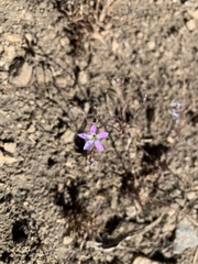 Gilia