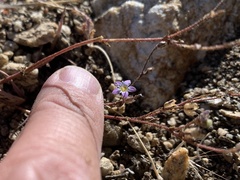 Gilia