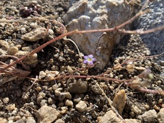 Gilia