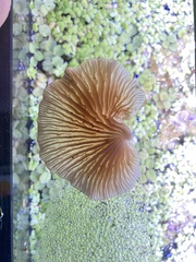 Scytinotus longinquus