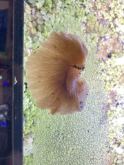 Scytinotus longinquus