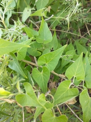 Philibertia gilliesii
