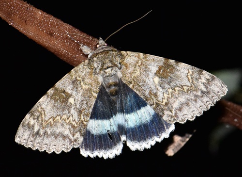 Blue Underwing