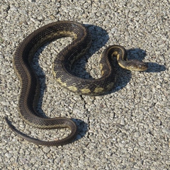 Thamnophis sirtalis semifasciatus
