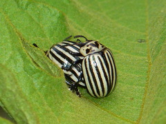 Leptinotarsa undecimlineata