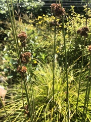 Juncus pallidus