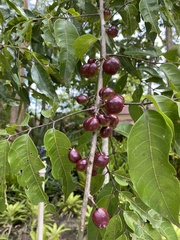 Protium heptaphyllum