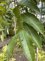 Protium heptaphyllum