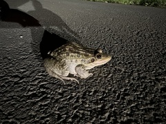 Leptodactylus latrans