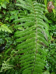 Dryopteris wallichiana