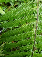 Dryopteris wallichiana