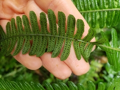 Dryopteris wallichiana