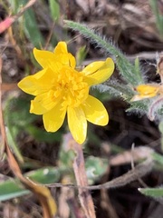 Ranunculus canus