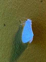 Lepidoptera