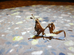 Acanthops parafalcata