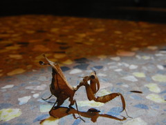 Acanthops parafalcata