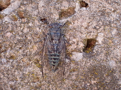 Physeema labyrinthica