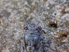 Physeema labyrinthica