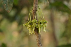 Mucuna gigantea