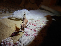 Acanthops parafalcata