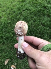 Chlorophyllum