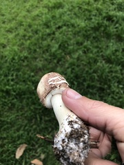 Chlorophyllum