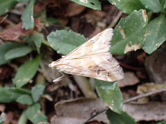 Hellula hydralis