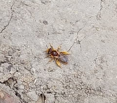 Leioproctus fulvescens
