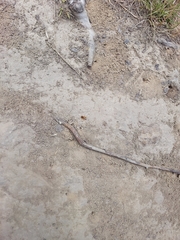 Leioproctus fulvescens