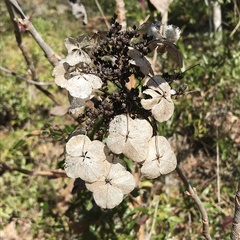 Hydrangea quercifolia