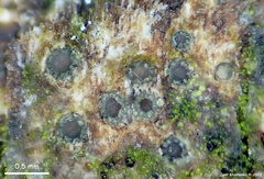 Odontotrema