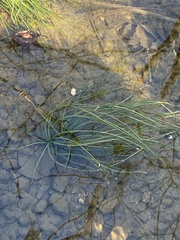 Isoetes appalachiana