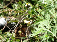 Mestra dorcas