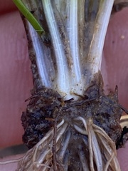 Isoetes appalachiana